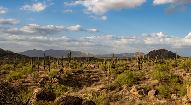 Panoramic Scottsdale AZ Desert Landscape With Mountains In Background