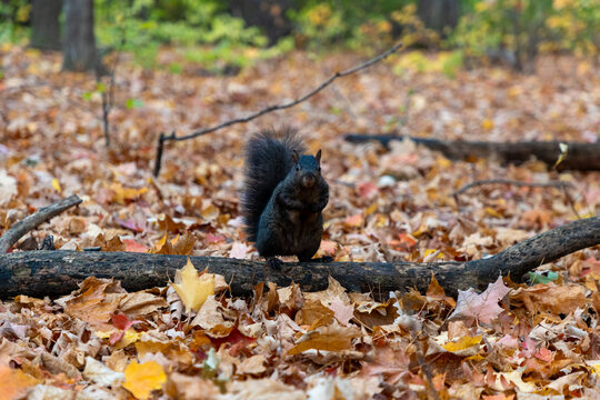 Black squirrel standing on log in autumn forest