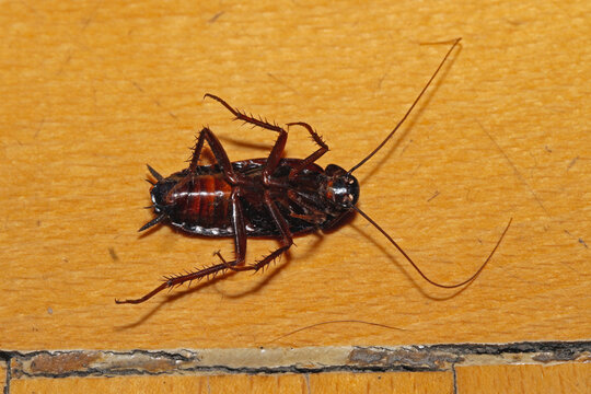 Oriental Brown Cockroach Laying Dead Up Side Down at Wooden Floor; Serbia; Europe