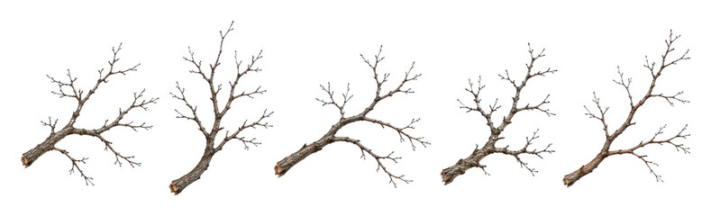 Fototapeta premium PNG Set of bare branching tree limbs isolated on white background