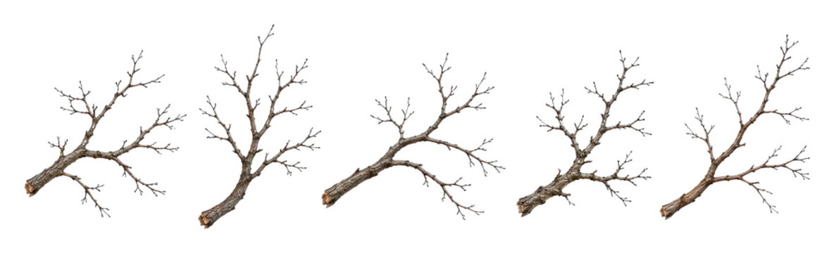 PNG Set of bare branching tree limbs isolated on white background