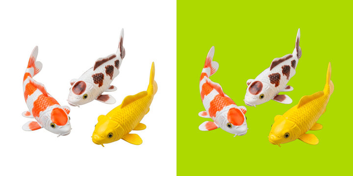 Three colorful Japanese koi fish swimming in water graphic asset