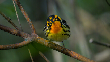 Fototapeta premium Blackburnian Warbler Perched on a Branch