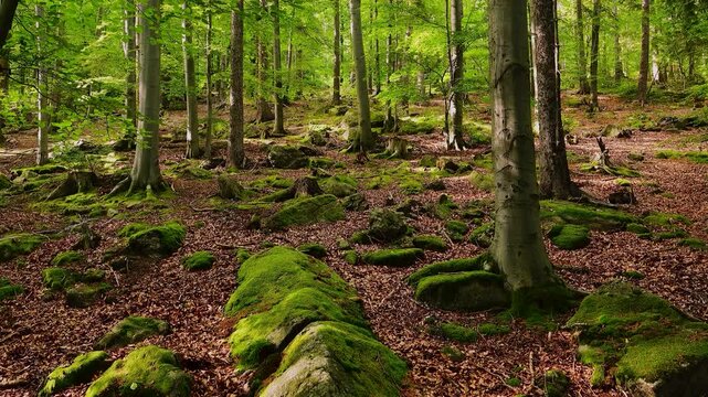 Looping one minute video of natural beech forest ground with authentic singing birds sound