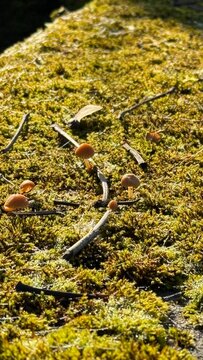 kleine Pilze wachsen auf gr&uuml;nem Moos im Wald