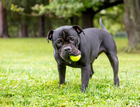 A Shar-Pei x Pit Bull Terrier mixed breed dog playing with a ball