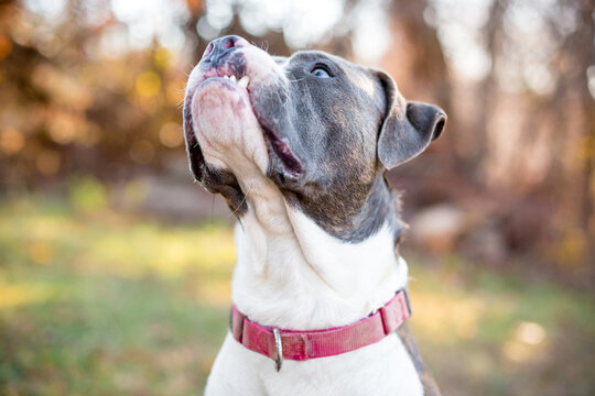 A Pit Bull Terrier mixed breed dog with a snaggletooth and funny expression