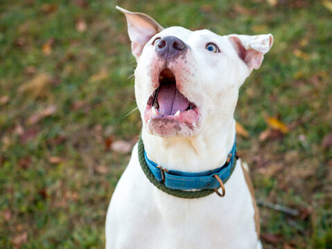A Pit Bull Terrier mixed breed dog about to catch a treat