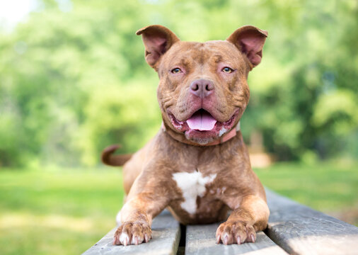 A happy Pit Bull Terrier mixed breed dog lying on a bench