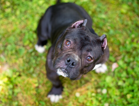 A short and muscular American Bully dog with cropped ears