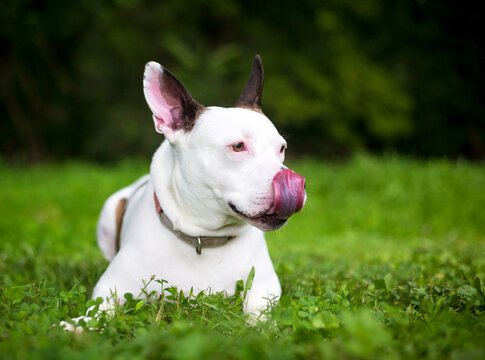 A Terrier mixed breed dog looking away and licking its lips