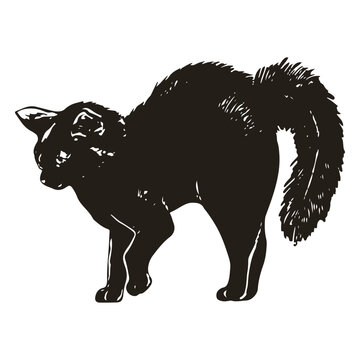 Black cat realistic halloween