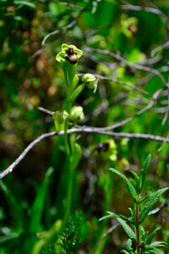 Bumblebee orchid // Drohnen-Ragwurz (Ophrys bombyliflora) - National Park Coto de Do&ntilde;ana, Spain