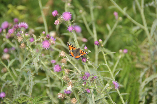 Kleiner Fuchs (Aglais urticae) auf Diestel