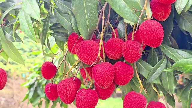 A bunch of fresh red lychee hangs in the tree green background. Litchi fruit close-up 4k video