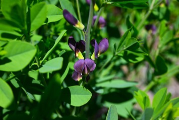 Obraz premium Blue wild indigo (Baptisia australis), Fabaceae perennial. It produces blue purple flowers in early summer, and itslegumes ripen in autumn.