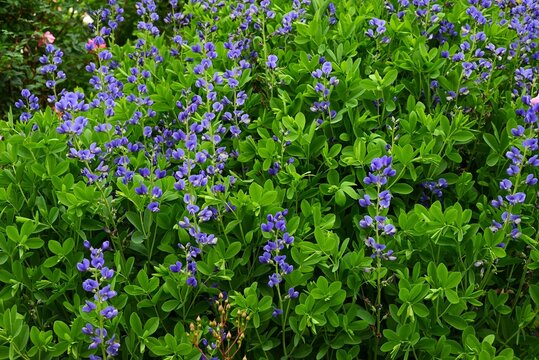 Blue wild indigo (Baptisia australis),  Fabaceae perennial. It produces blue purple flowers in early summer, and itslegumes ripen in autumn.