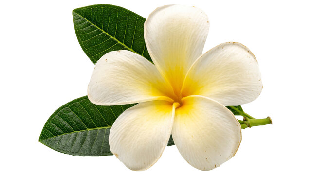 White and Yellow Plumeria Flower with Green Leaves Isolated PNG on Transparent Background