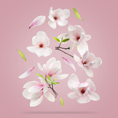 Beautiful magnolia flowers and leaves falling against dusty pink background © New Africa