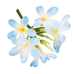Blue plumeria flowers isolated on white. Tropical plant © New Africa