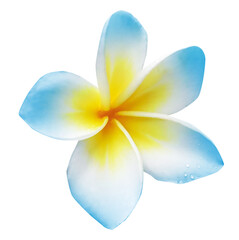Blue plumeria flower isolated on white. Tropical plant © New Africa