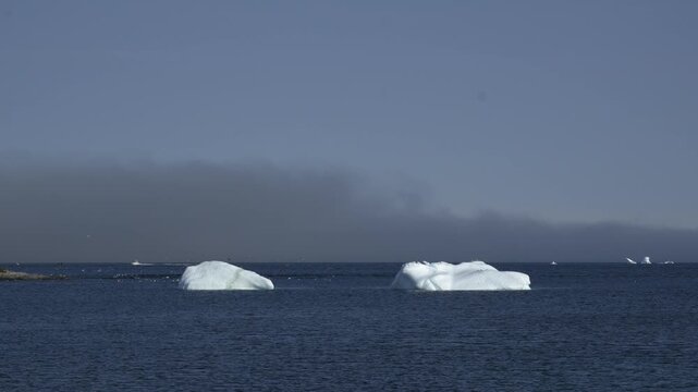 Two Icebergs Surrounded by Flying Gulls off Nuuk, Greenland, Timelapse