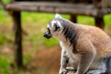 Fototapeta premium Ring-tailed lemur resting on a tree branch. Iconic Madagascar primate with a striped tail. Close-up of a lemur sitting in the trees.