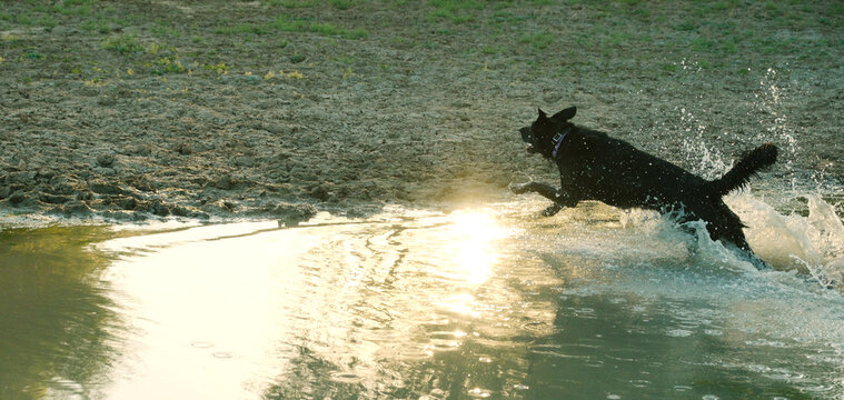 Dog running through shallow pond water during sunset outdoors, active pet lifestyle banner