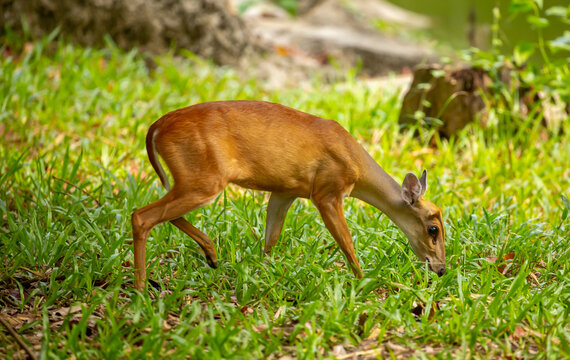 Muntjac deer walking through lush green grass. A small Asian deer with pricked ears in the wild. A close-up of a saber-toothed deer, or barking deer, walks through green grass.