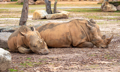 Close-up of a white rhinoceros resting on sandy ground. Powerful endangered mammal with large horn, symbolizing wildlife conservation and African fauna. © Vera