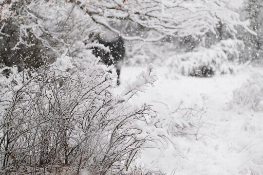 Winter snow weather in a Texas landscape, peaceful and calm seasonal background