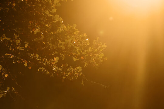 Golden hour sunset over oak tree leaves in a natural Texas landscape