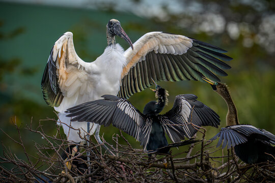 Wood Stork and Anhingas confrontation