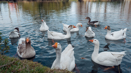 Geese swimming together on calm pond near grassy shore, reflecting water, diverse white and gray plumage, peaceful outdoor scene representing wildlife, nature, farming, rural life, tourism © Evgeniia Primavera