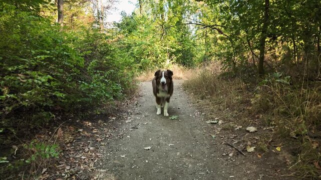 Australian Shepherd walks along a forest trail, lies down, waits and runs toward the camera. Dog training footage for recall obedience hiking and active pet lifestyle themes