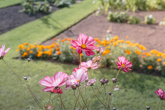 Late summer and early‑autumn flowers blooming across gardens and countryside in and around Alnwick, Northumberland, September 2026