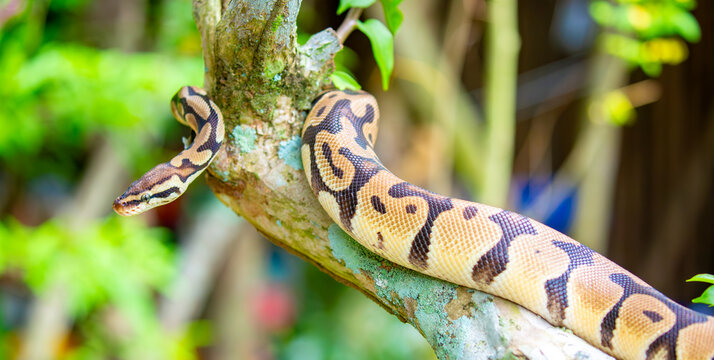 A python lies on the ground and on rocks in the wild.Close-up of a boa constrictor on a tree. Snake skin. Reptile.