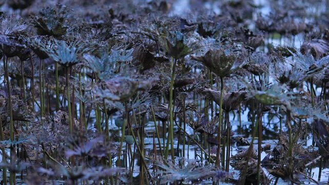 A video view of the atmosphere by a public pond&mdash;featuring lotus flowers and the glow of lights from nearby houses captured while taking a break along the way.