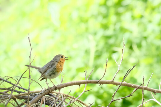 European robin perched on a branch with green foliage in the background, showcasing its distinctive orange breast and brown feathers in a natural setting