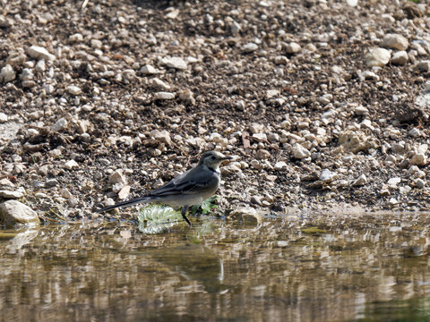 Bergeronnette grise (Motacilla alba) se baignant dans un point d&rsquo;eau dans le Jura
