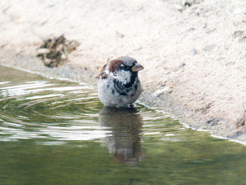 Moineau domestique m&acirc;le (Passer domesticus) au bord d&rsquo;un point d&rsquo;eau dans le Jura