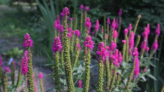 Speedwell, Veronica spicata, a cluster of tall, slender plants showing off their bright pink flower spikes against a soft green background of foliage