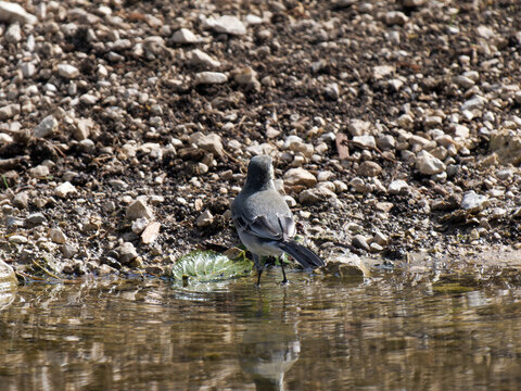 Bergeronnette grise (Motacilla alba) se baignant dans un point d&rsquo;eau dans le Jura