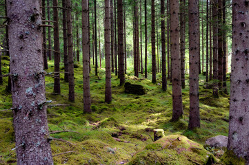 Fototapeta premium Sunlight filters through tall pine trees in a lush green forest during a warm summer evening.