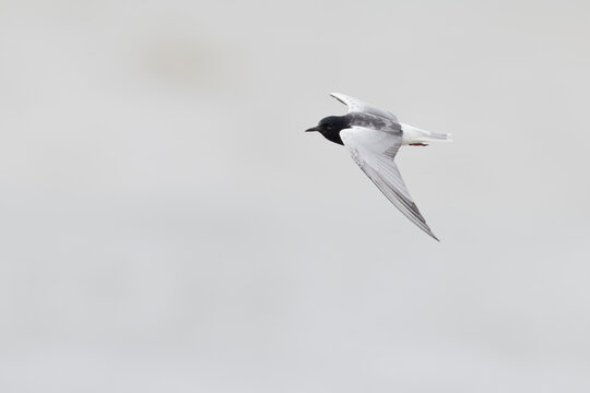 White-winged Tern (Chlidonias leucopterus) Gliding Gracefully in Sky