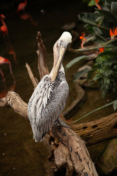 Pelican Relaxing on a Log