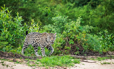 jaguar at the river bank © Agatha Carr