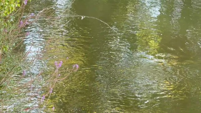 Two muskrats gathering branches to build a dam in a murky river