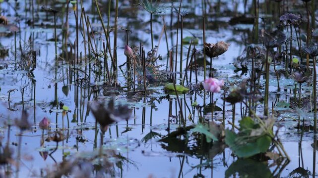 A video view of the atmosphere by a public pond&mdash;featuring lotus flowers and the glow of lights from nearby houses captured while taking a break along the way.