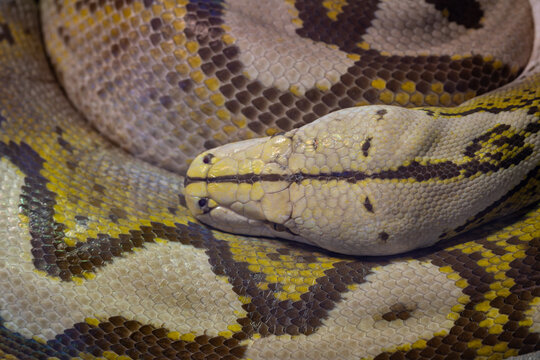 Close-up of the head of a resting reticulated python.